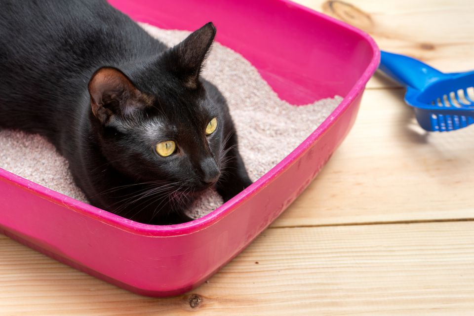 cat litter box