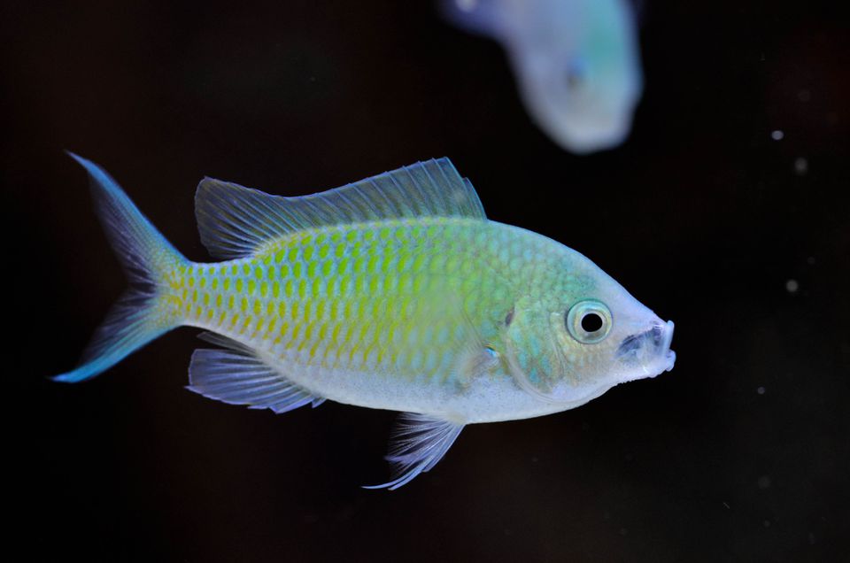 Blue Green Chromis fish