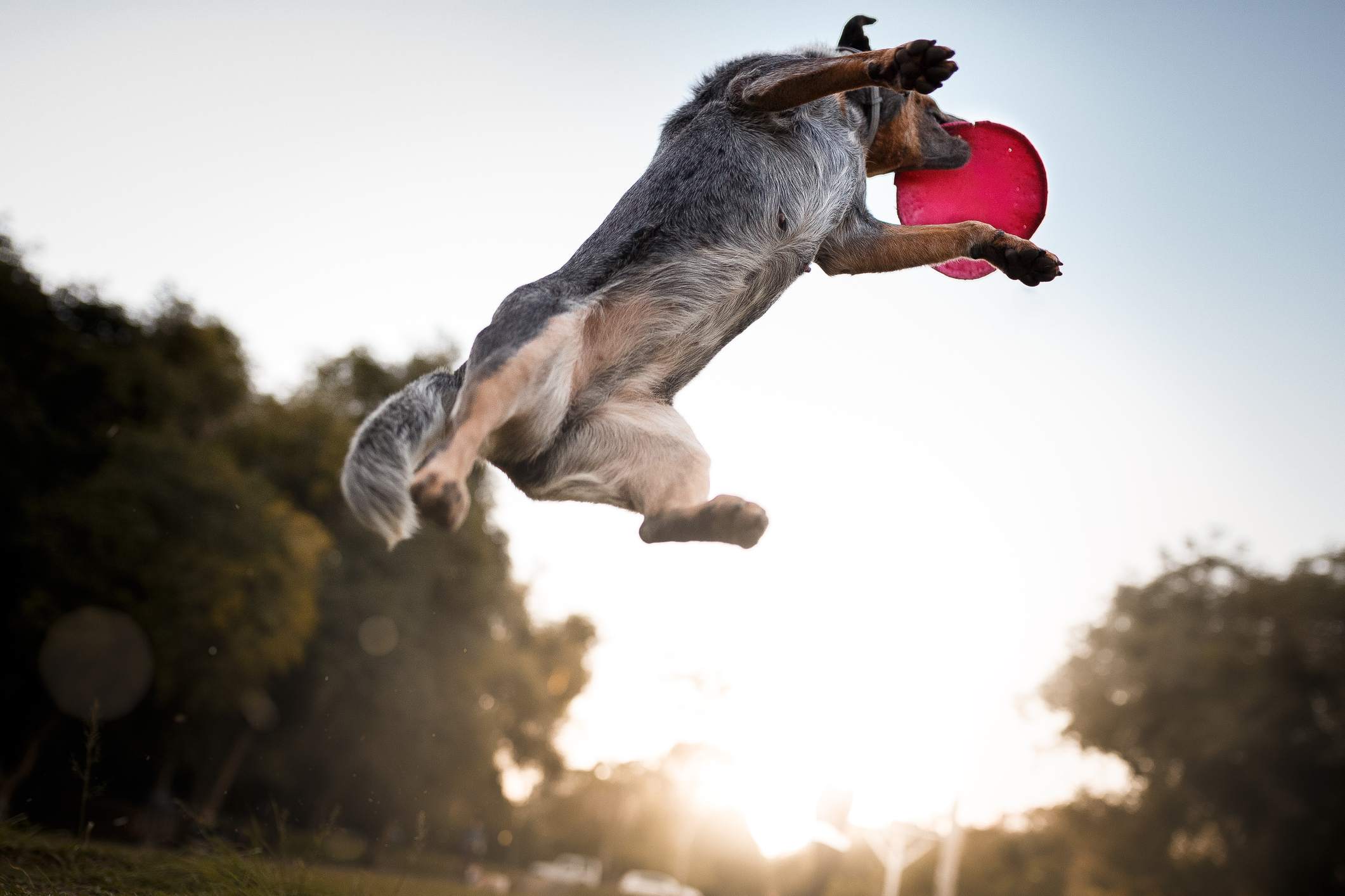 Australian Cattle Dog catching frisbee