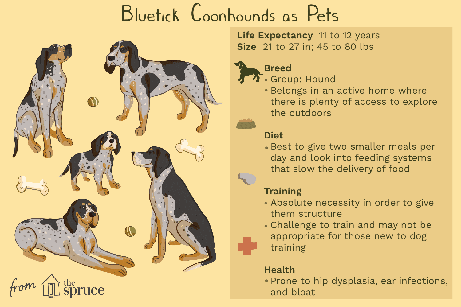 bluetick coonhounds as pets
