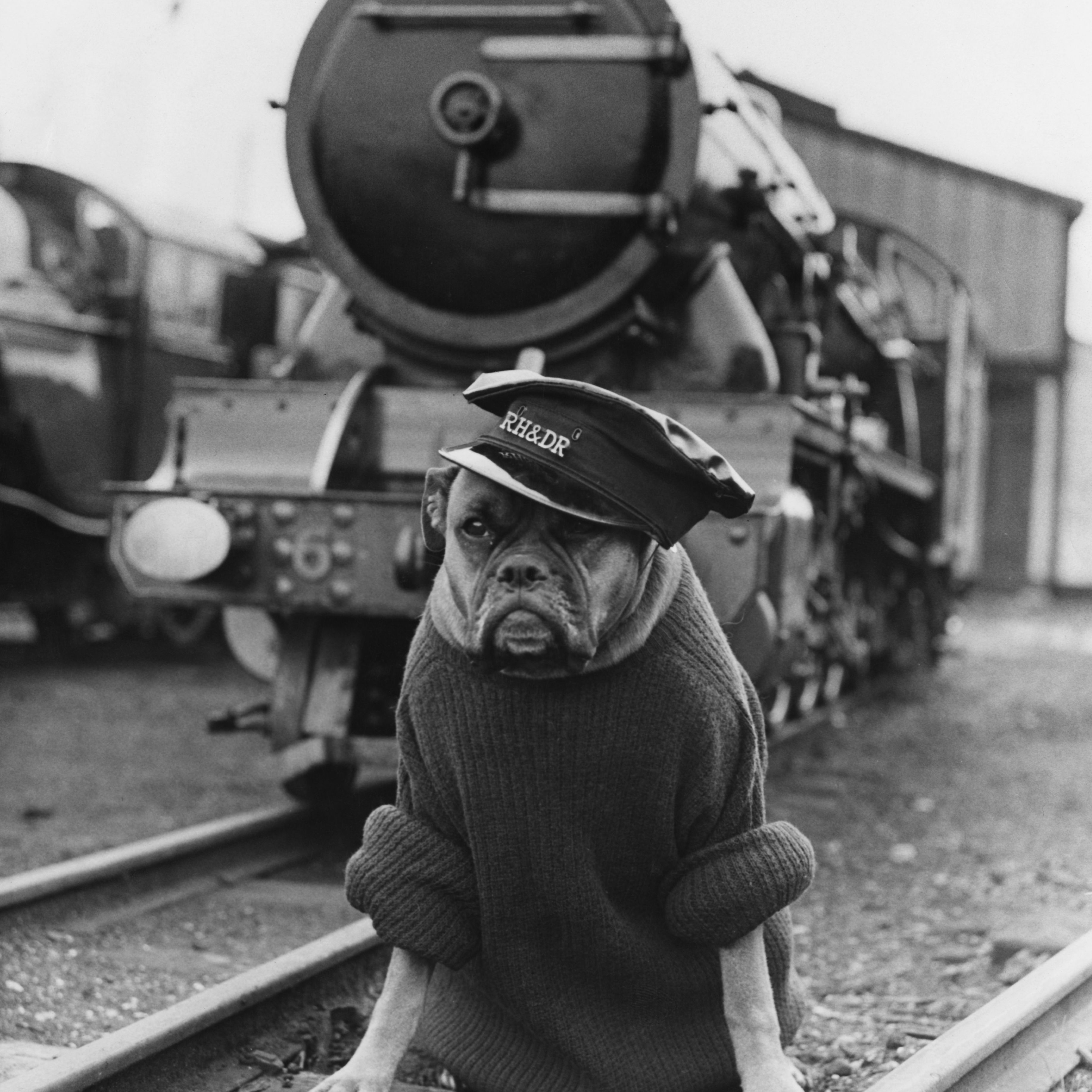 Railway guard dog