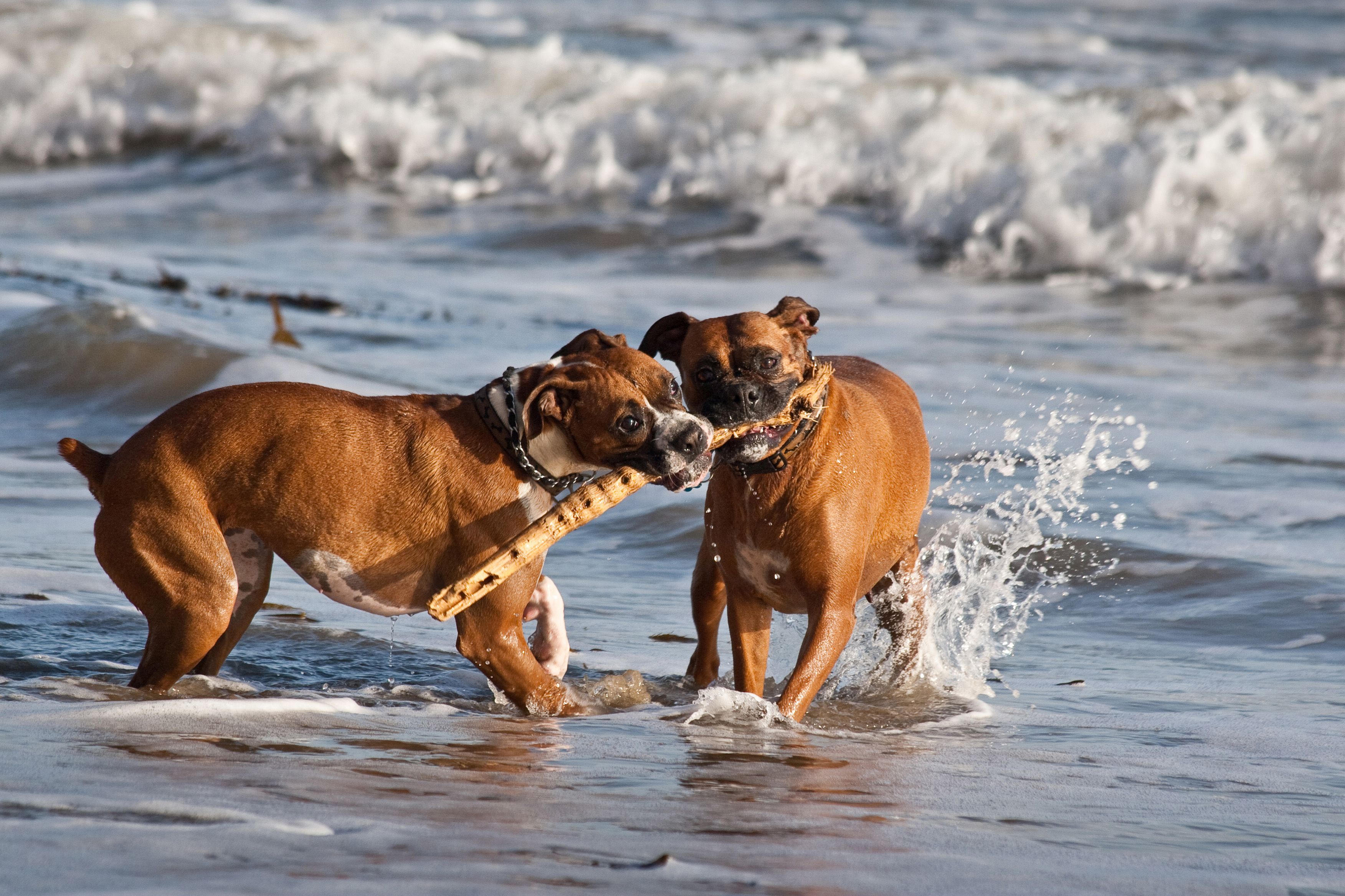 Boxers playing at the beach