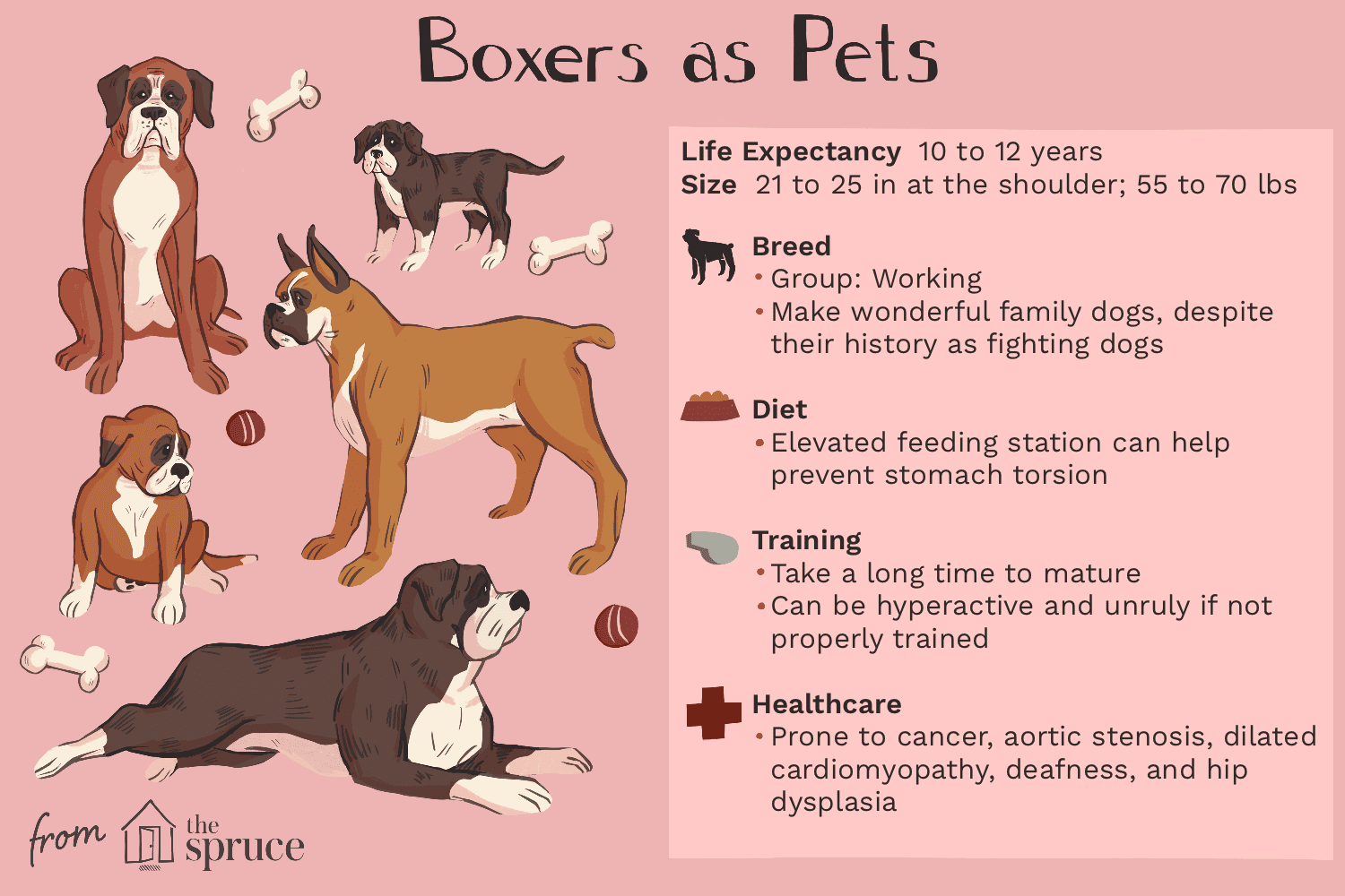 boxers as pets illustration