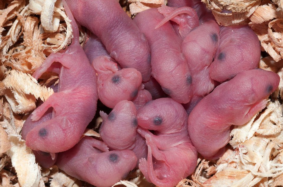 Newborn baby white mice in a nest made of wood shavings