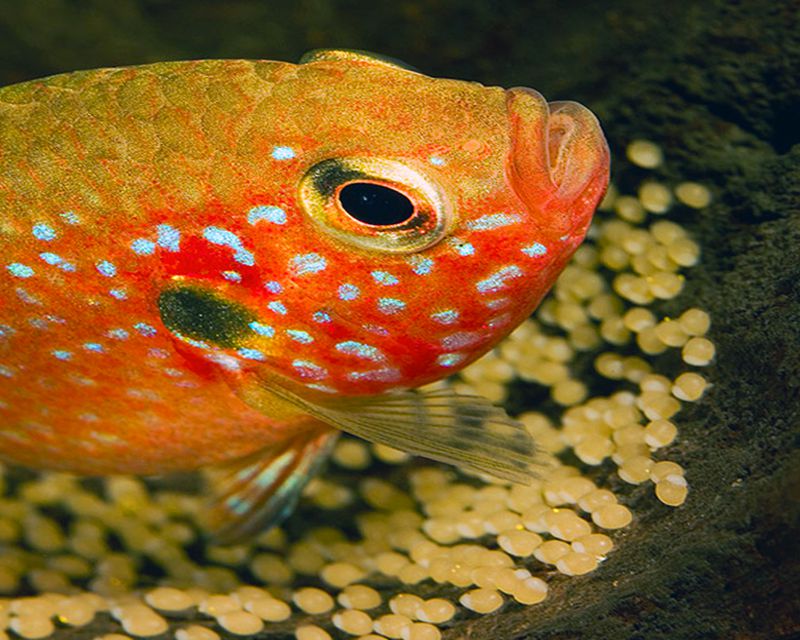 Jewel Fish guarding its eggs