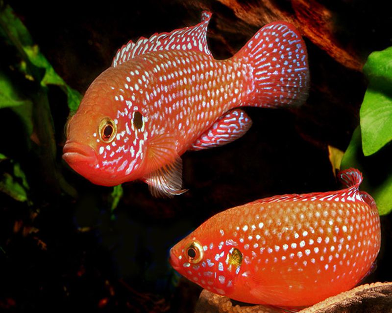 jewel fish male and female