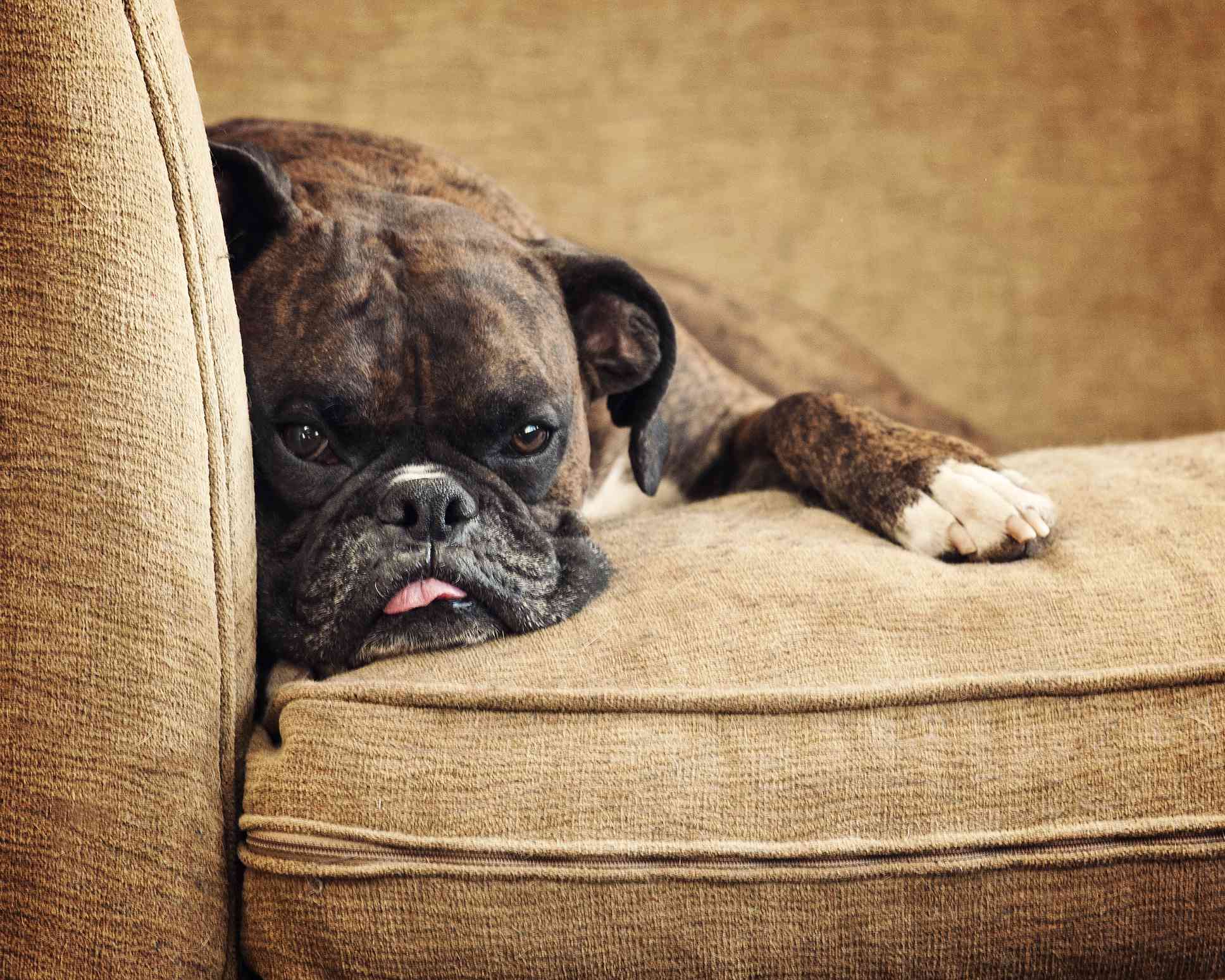 Brindle Boxer lying on a sofa