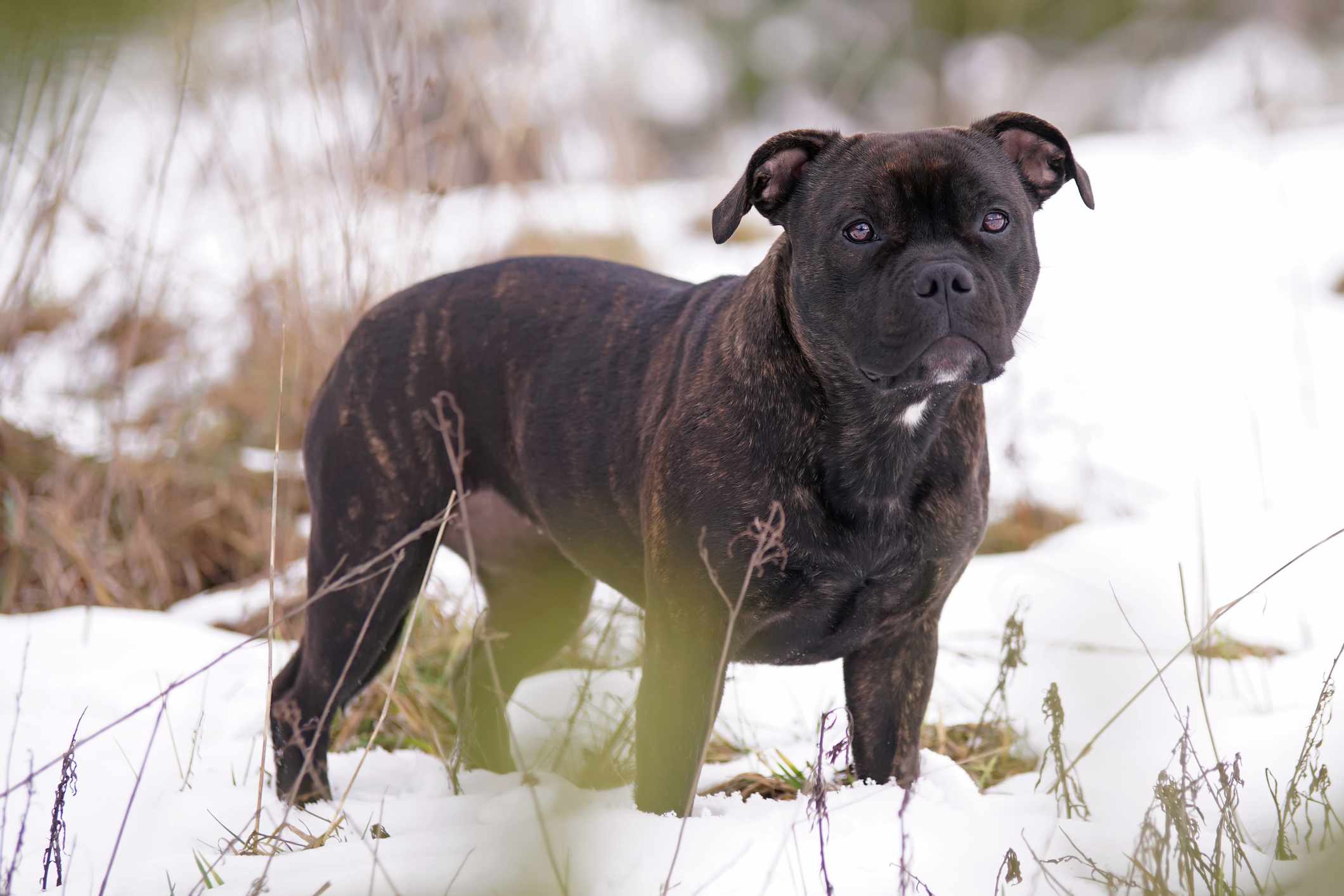 Brindle Staffordshire Bull Terrier standing in the snow
