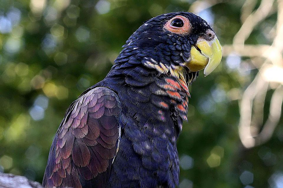 A bronze-winged pionus with a tree in the background
