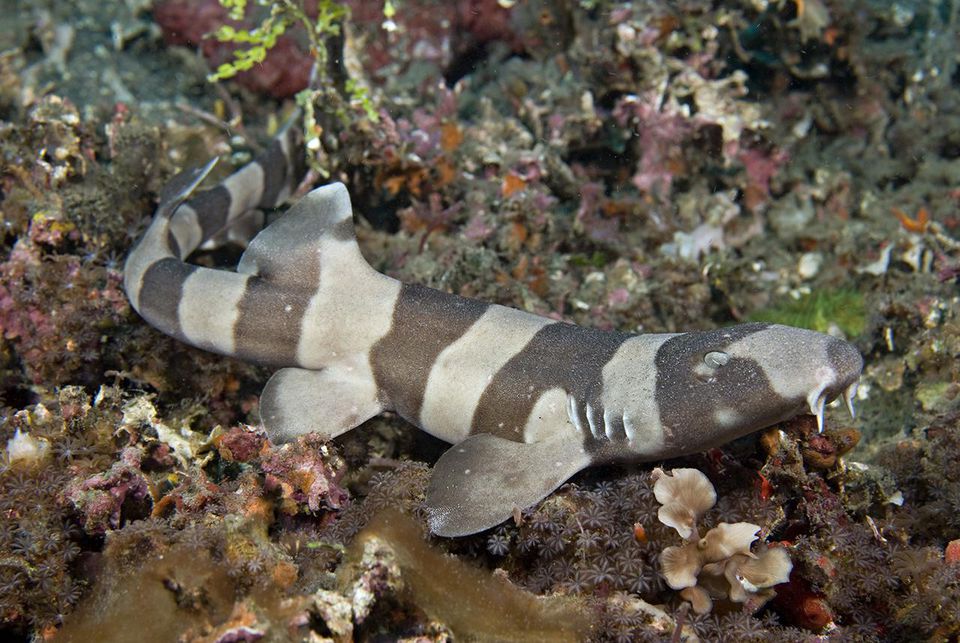 Juvenile Brown-banded Bamboo Shark, Chiloscyllium punctatum,