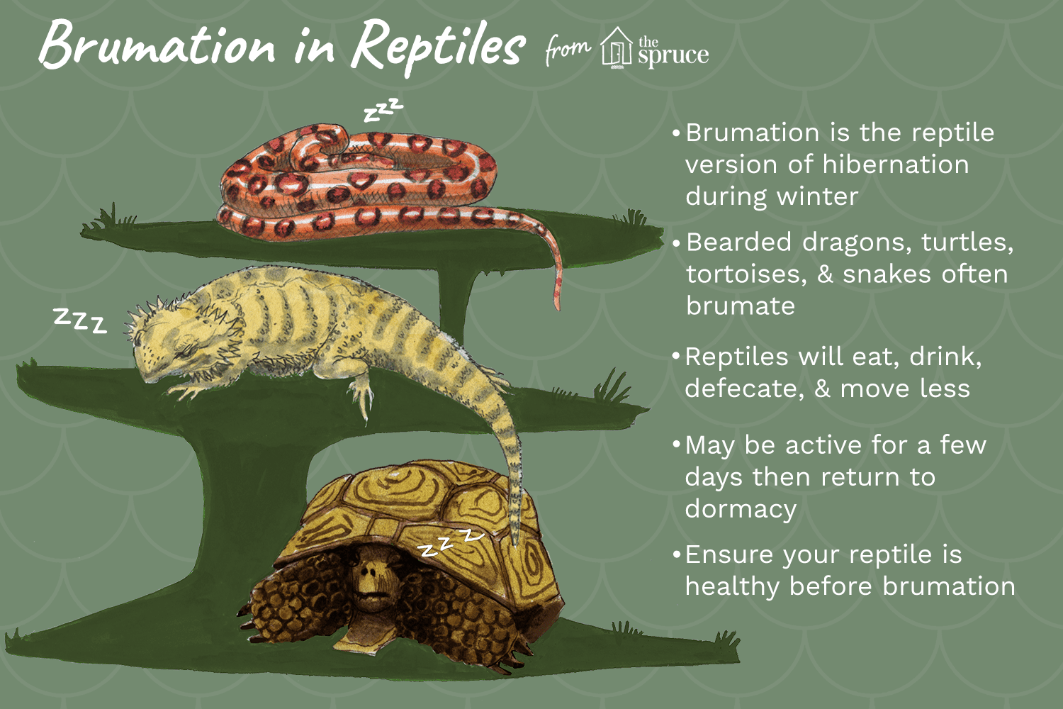 Illustration of brumation in reptiles
