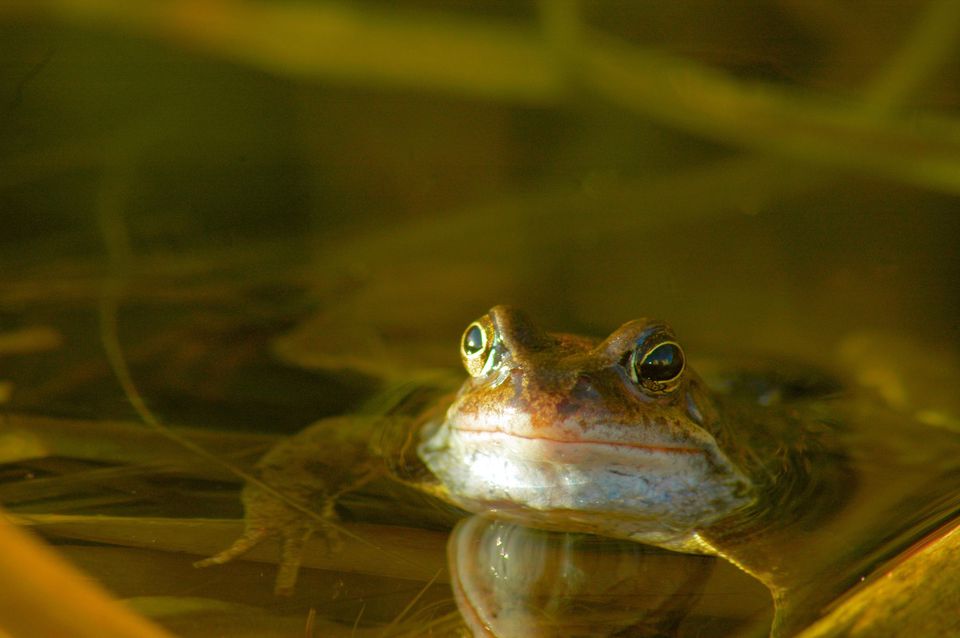 Close-up of frog in a pond