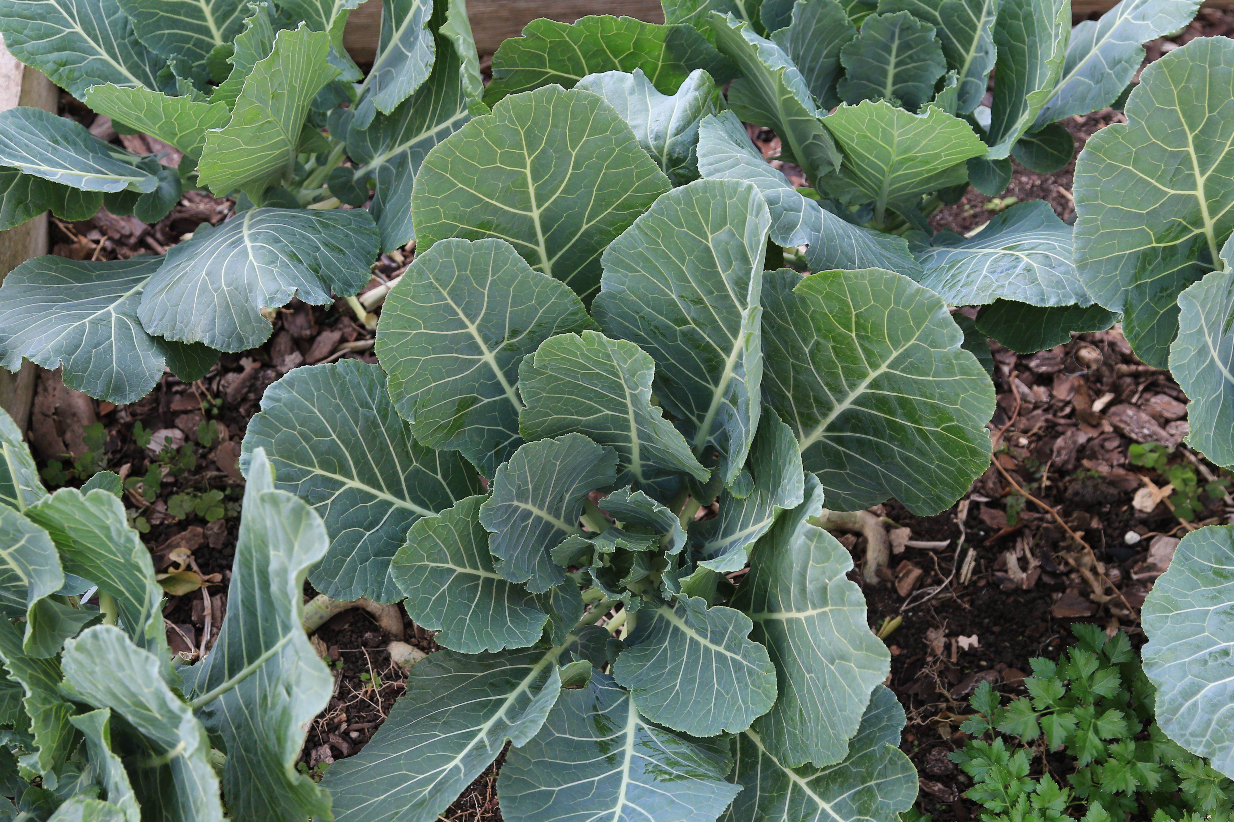 Collard Green vegetable plant in a farmers garden (Brassica oleracea)
