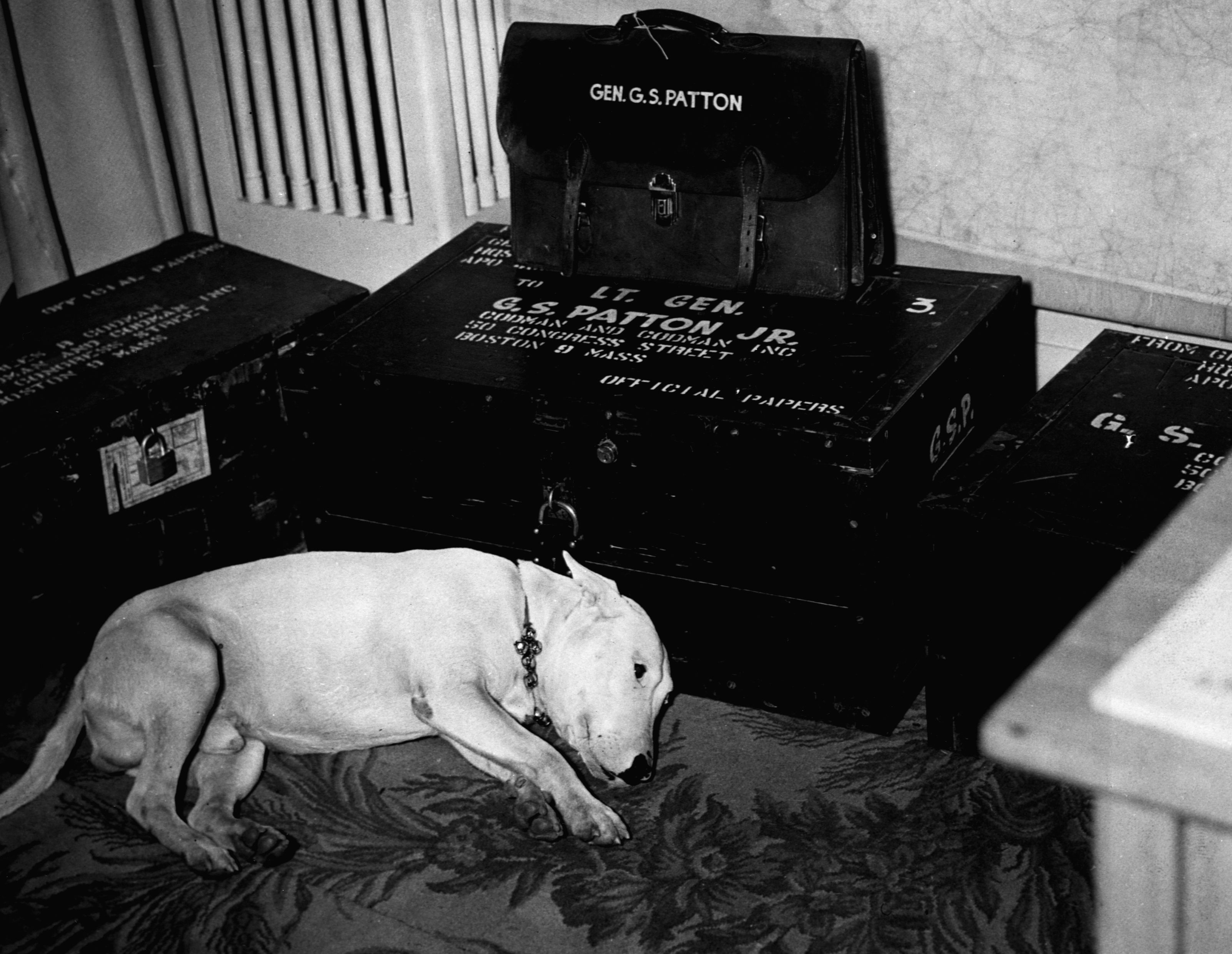General Patton's Dog, Willie.