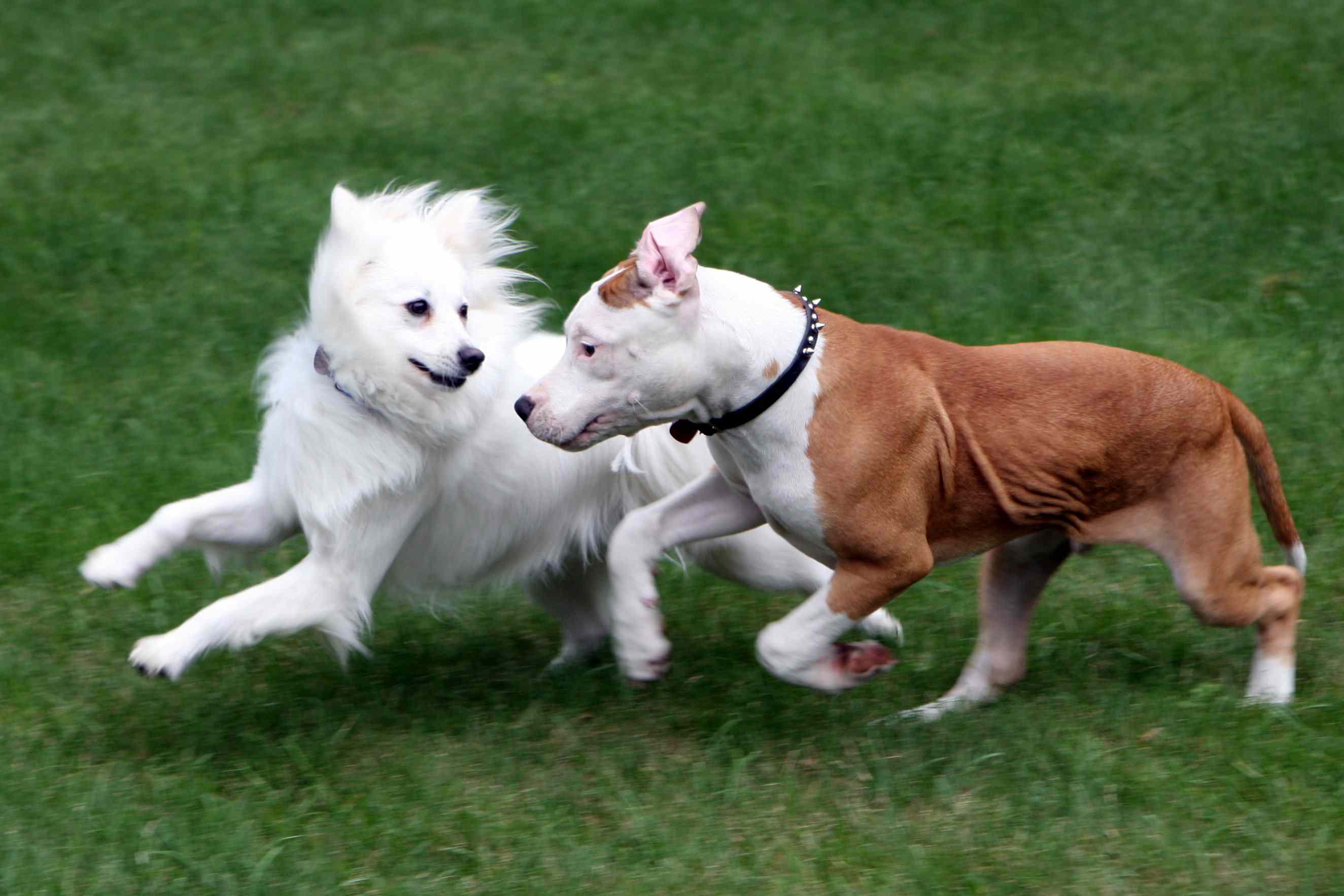 Two dogs An American Eskimo breed and Bull Terrier puppy playing in the grass