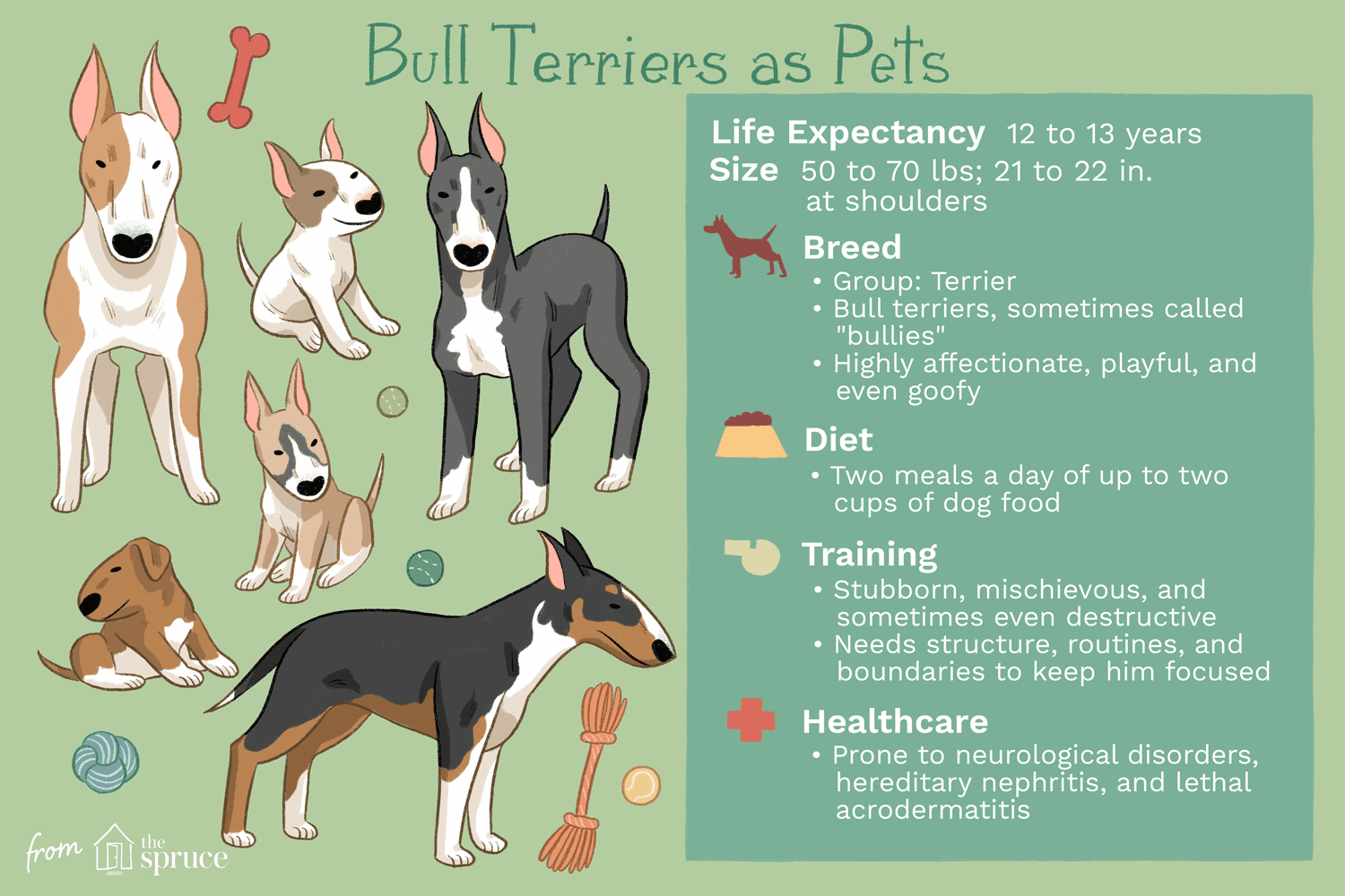 bull terriers as pets illustration