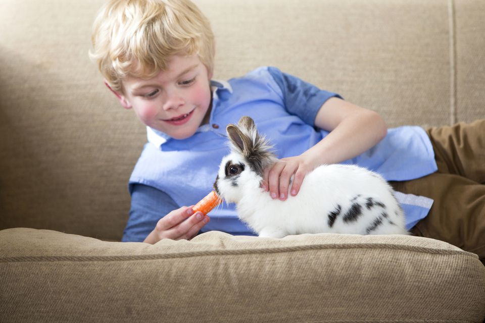 Little boy feeding a pet rabbit