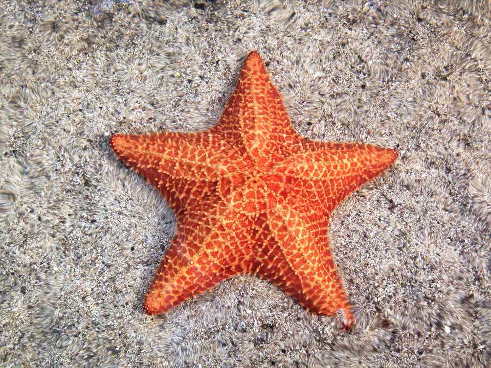 A starfish in the sand