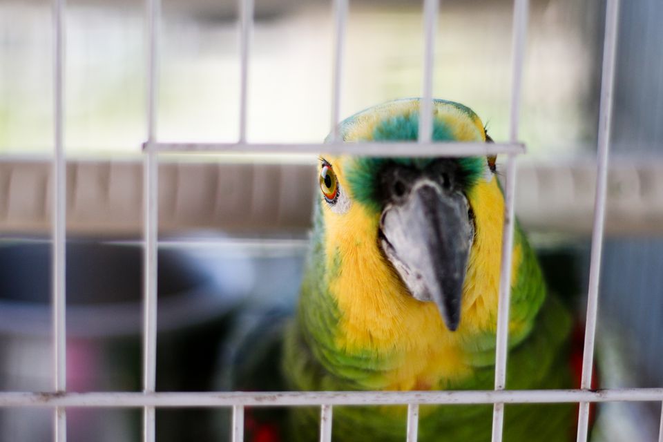Amazon Parrot in Cage