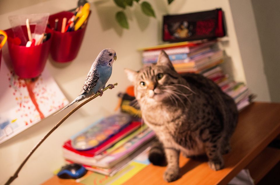 Tabby cat sitting on a desk staring at a blue parakeet