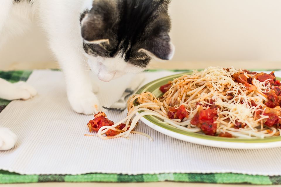 cat playing with a plate of pasta