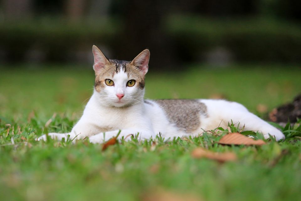 One year old happy cat laying in the park, Vietnam