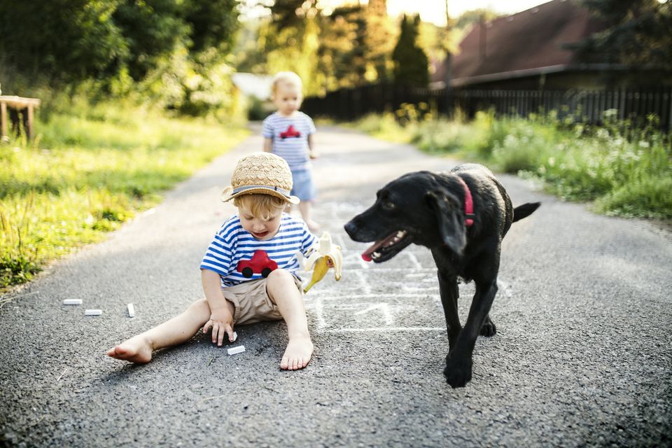 Toddler boy playing with chalks on the street while holding a banana with black dog looking on