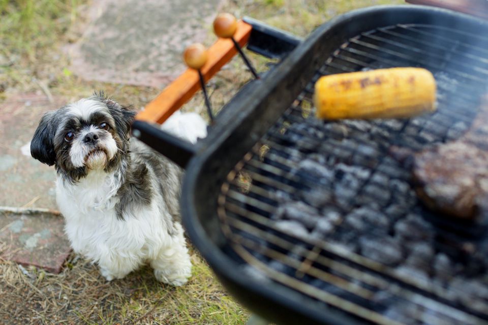 Dog looking at barbecue grill