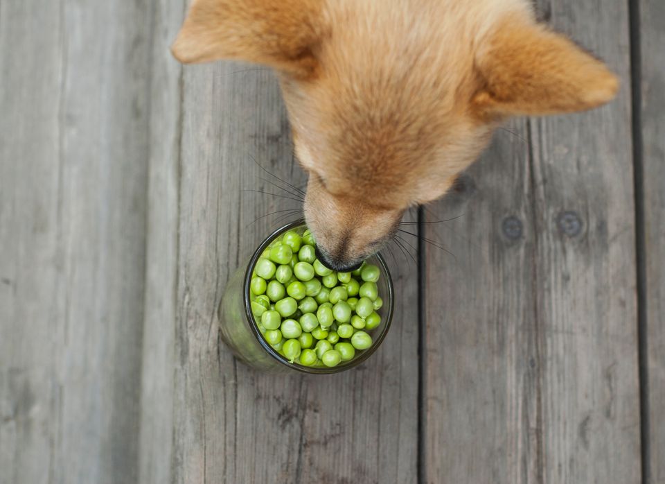 Birds eye view of dog sniffing jar of fresh shelled peas.