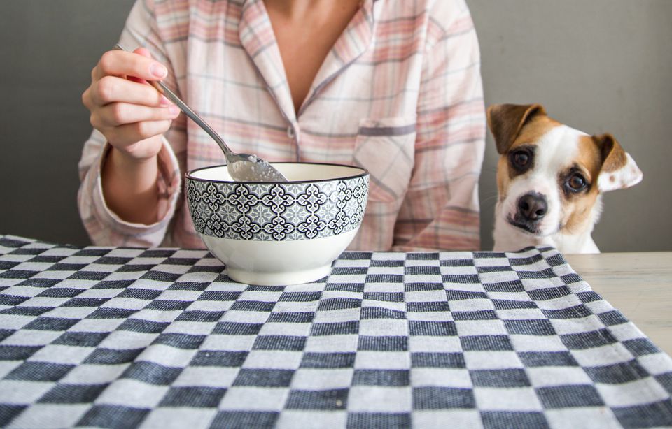 dog looking at bowl of quinoa
