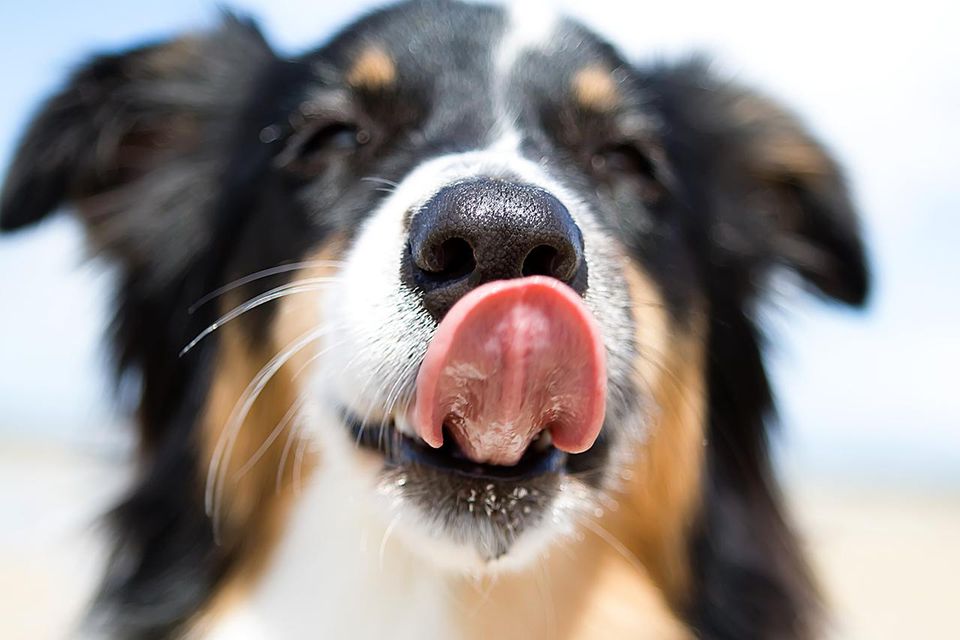 Close up view of a black, tan, and white Australian Shepherd dog licking her nose.