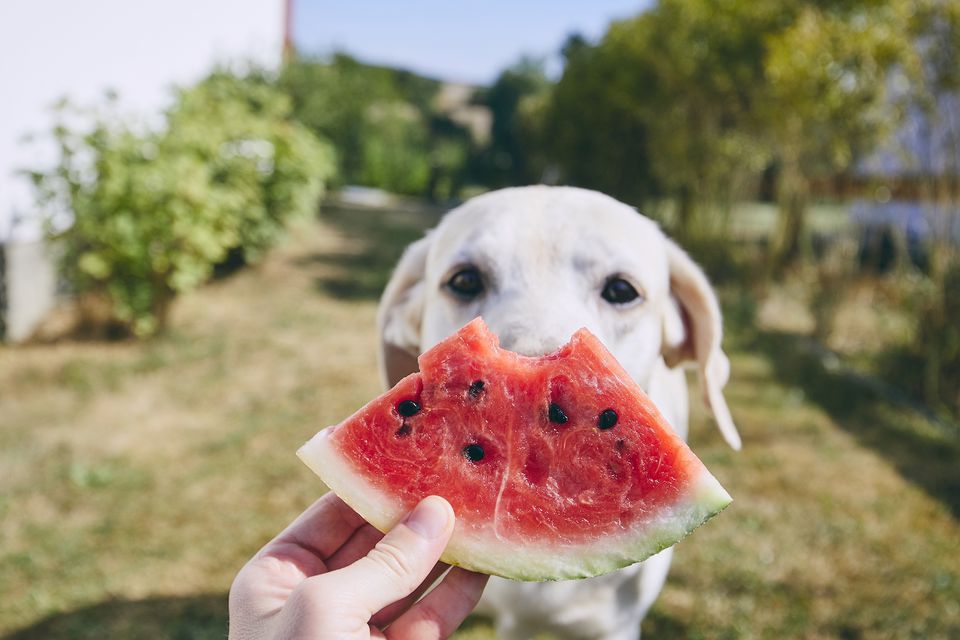 dog and watermelon