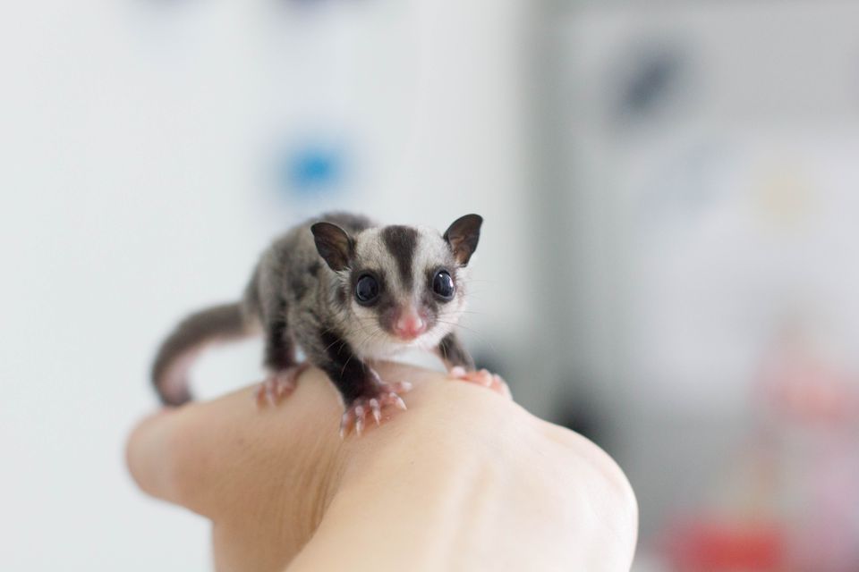 Sugar gliders have patagium that is visible when they extend their legs.