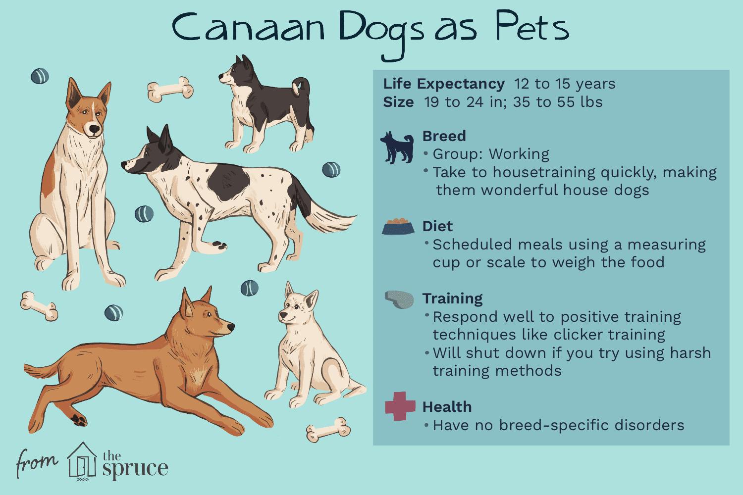 canaan dogs as pets illustration