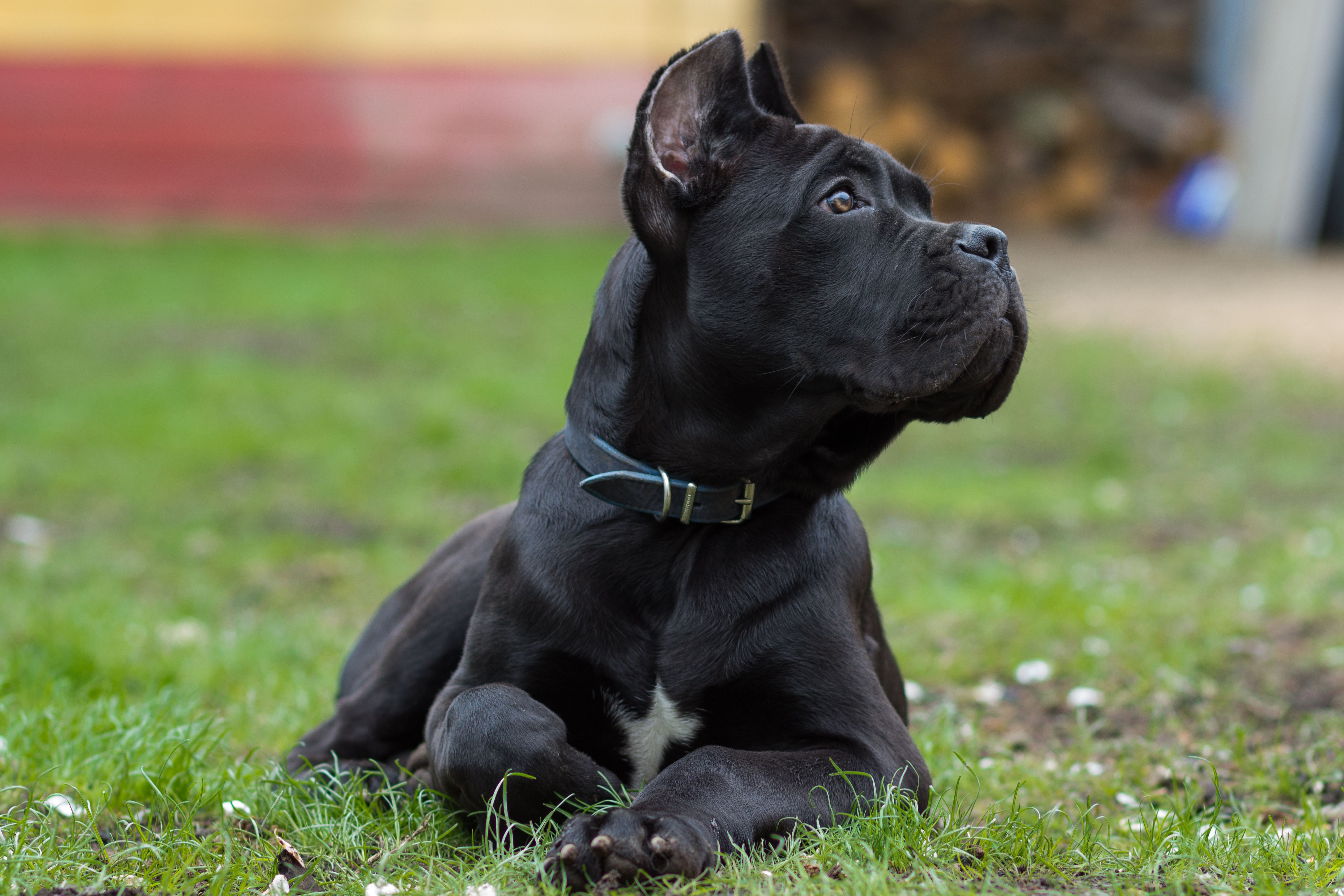 Puppy Age 3 Months Of The Cane Corso Breed Lies On The Grass