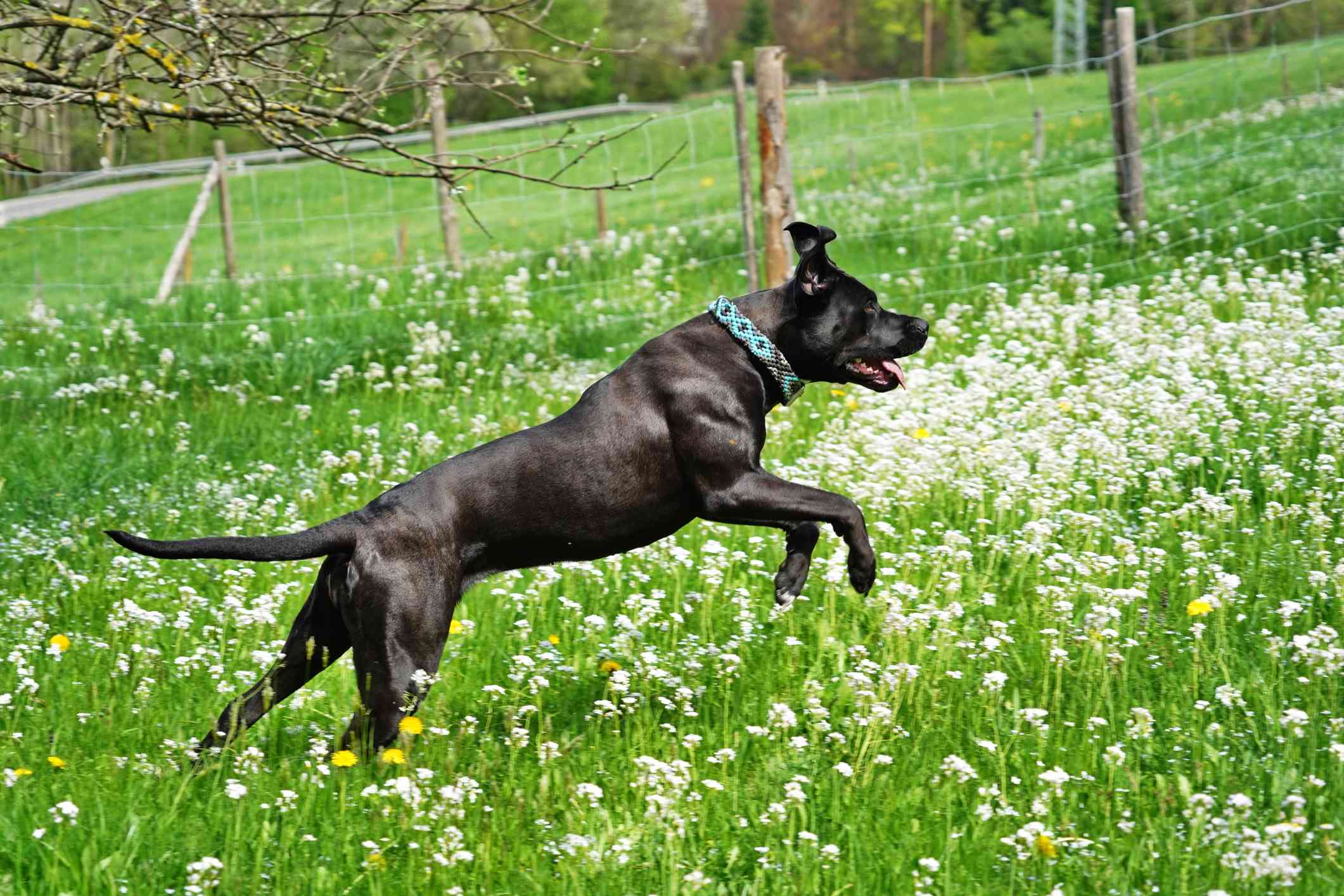 Cane Corso jumping in fenced yard