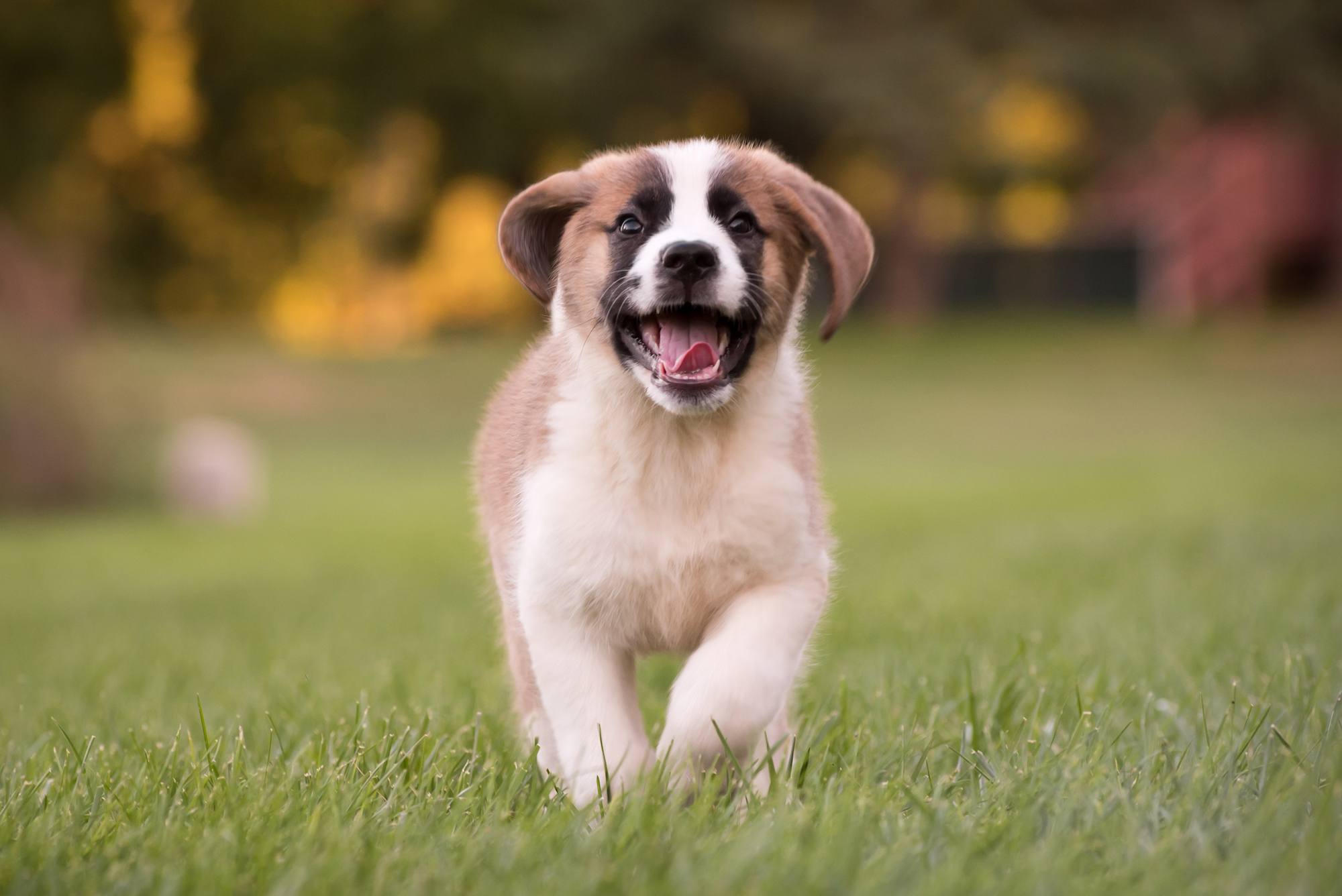 A Saint Bernard puppy runs in the grass