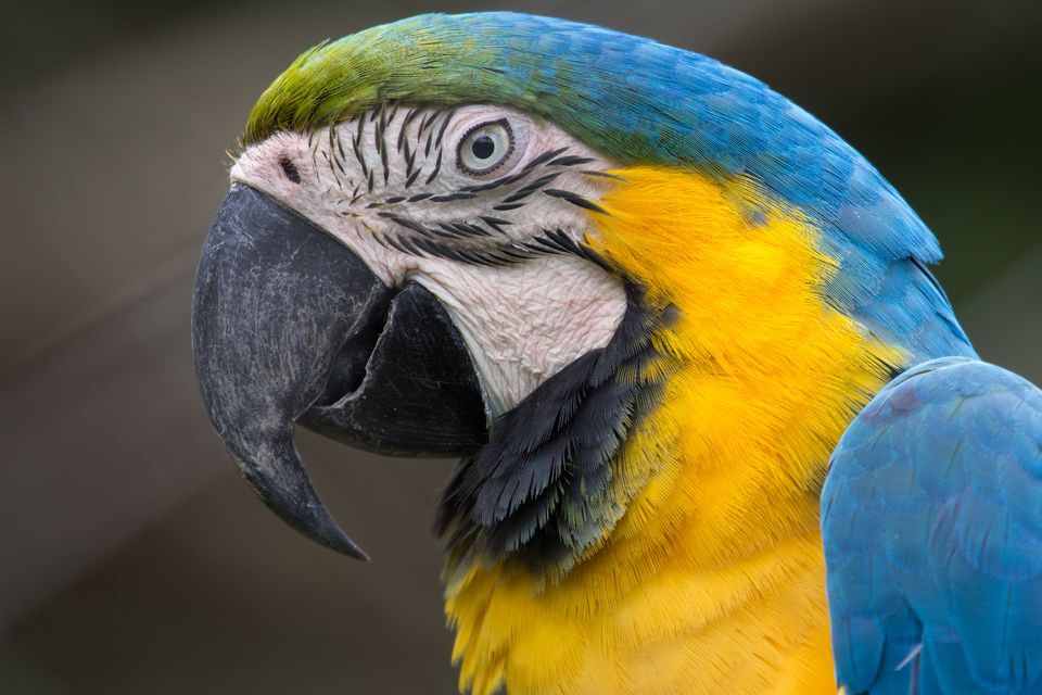 Blue-and-yellow Macaw Head