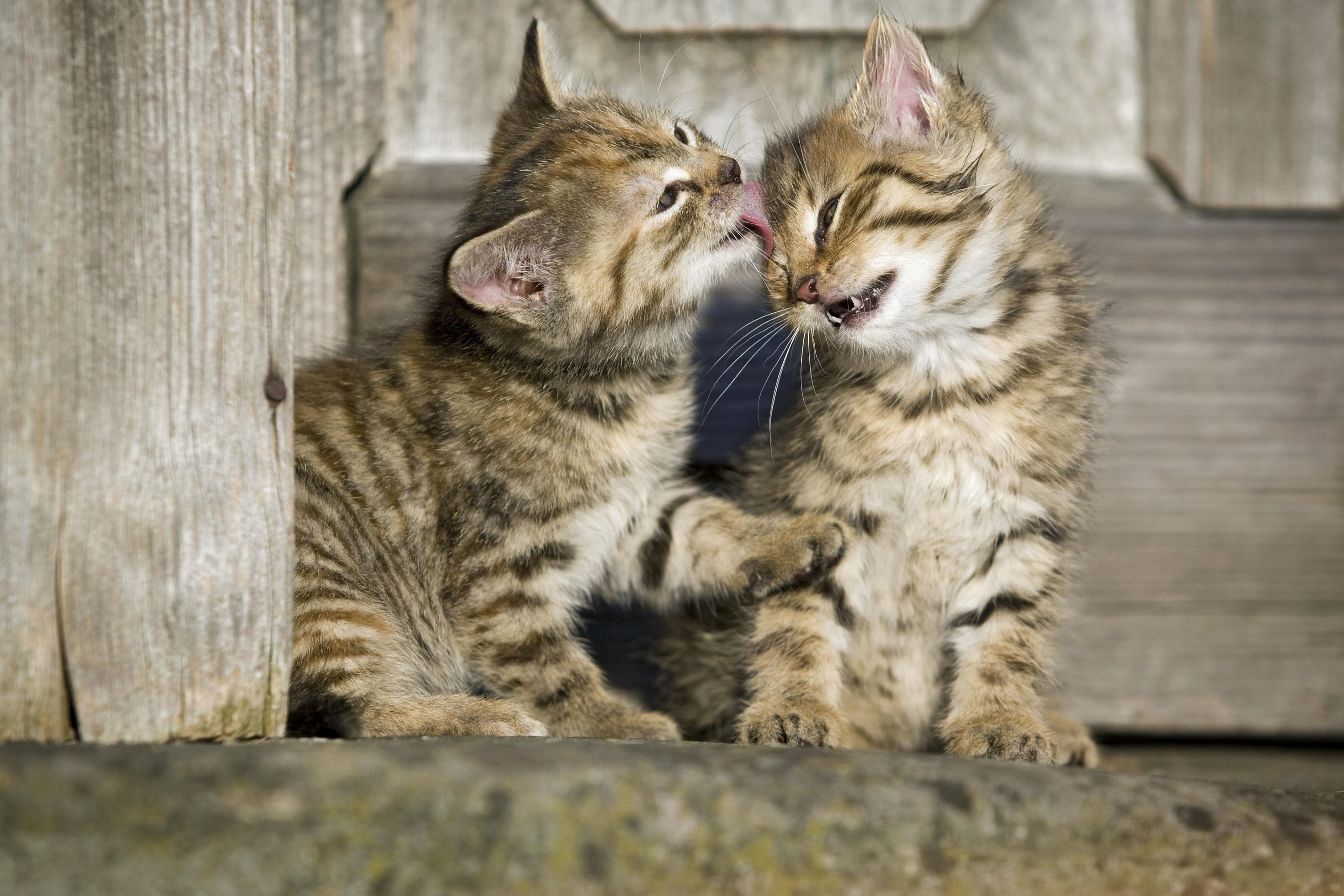 2 brown tabby kittens sitting in front of a wooden door and grooming each other, Satteldorf, Hohenlohe, Baden-Wuerttemberg, Germany