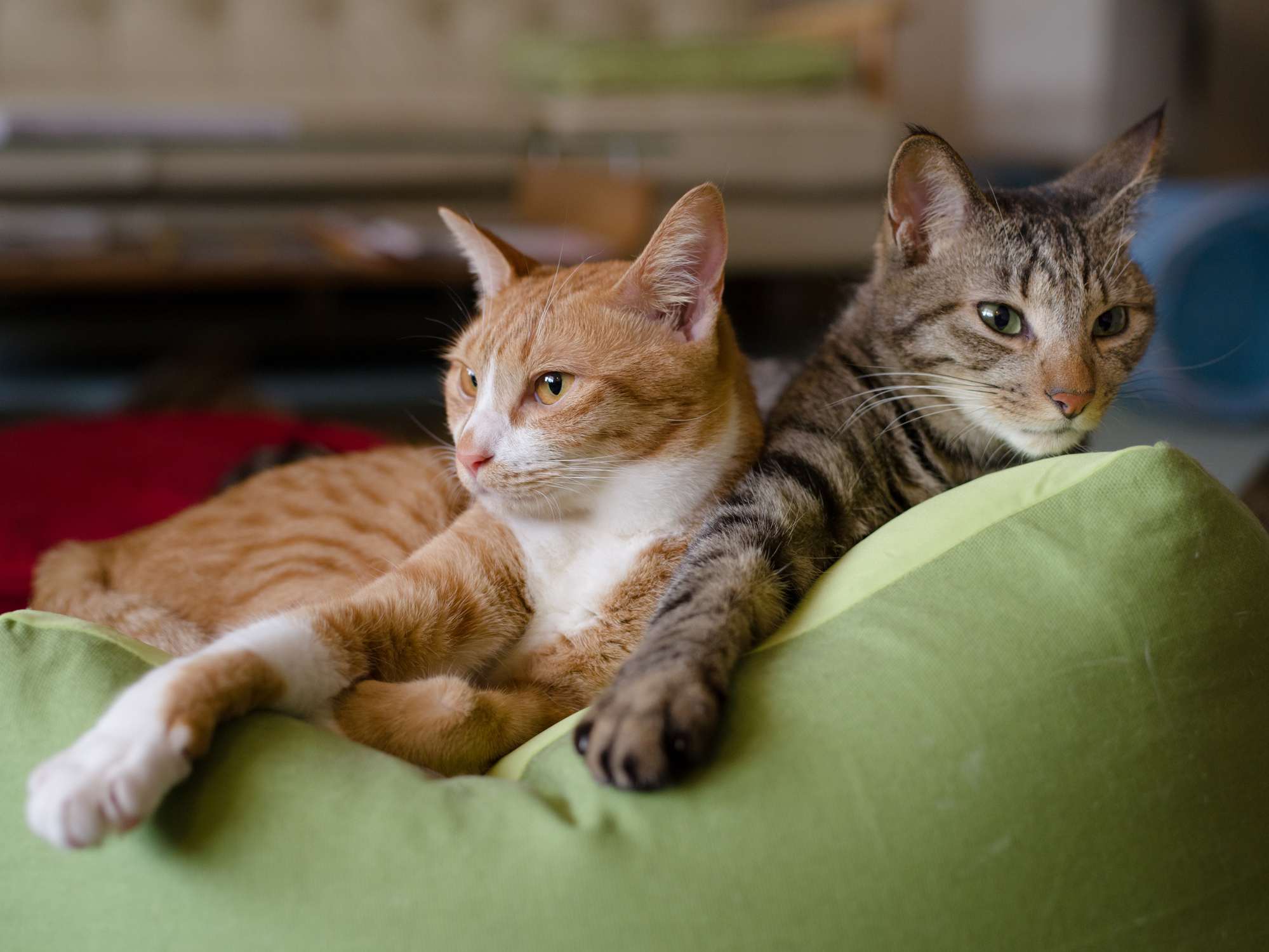 Two cats relaxing on a green cushion