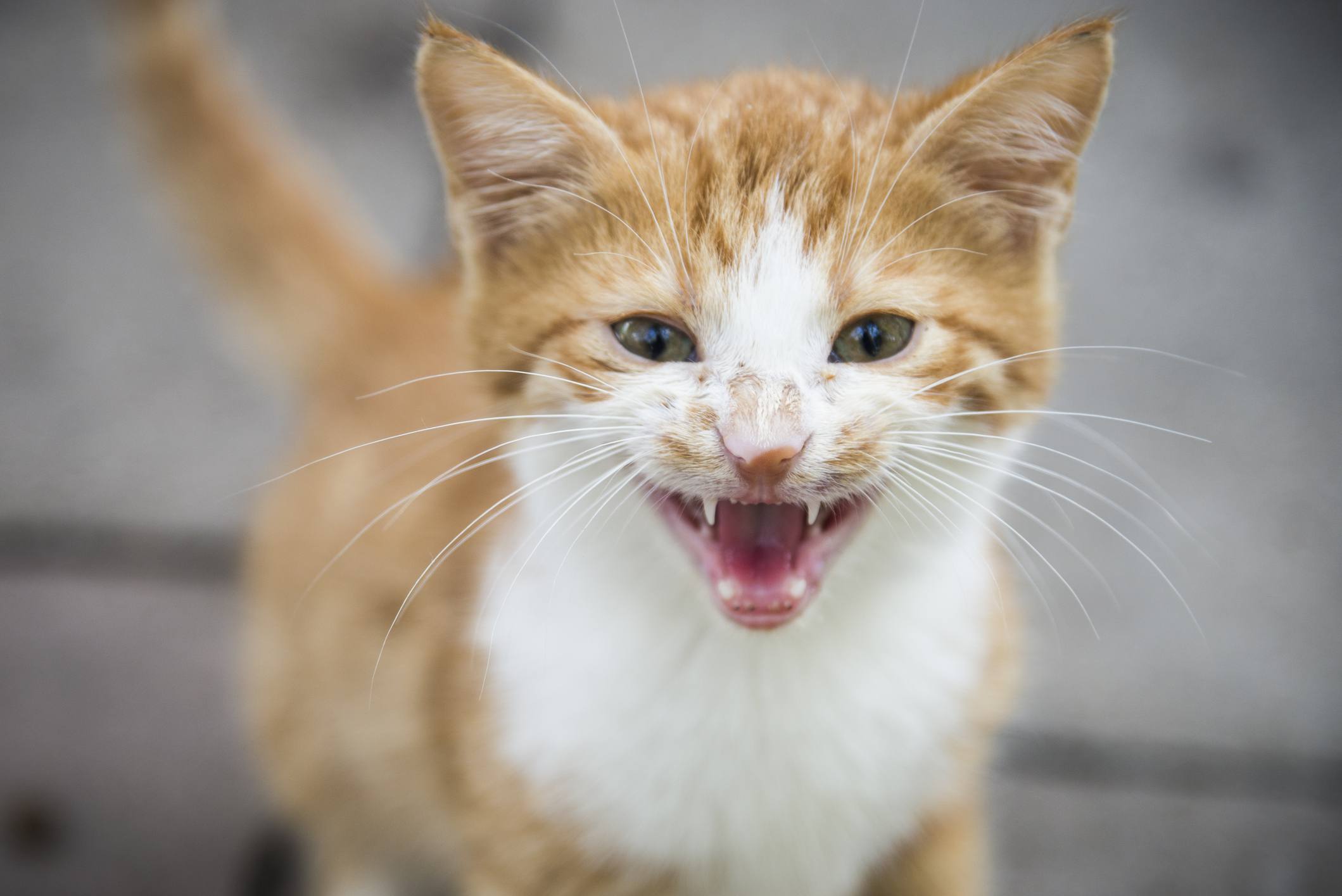 Young red cat shows his teeth