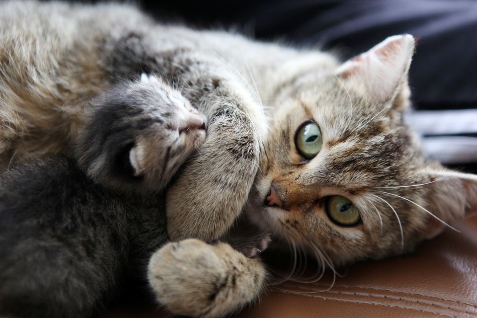 Mother cat and kitten