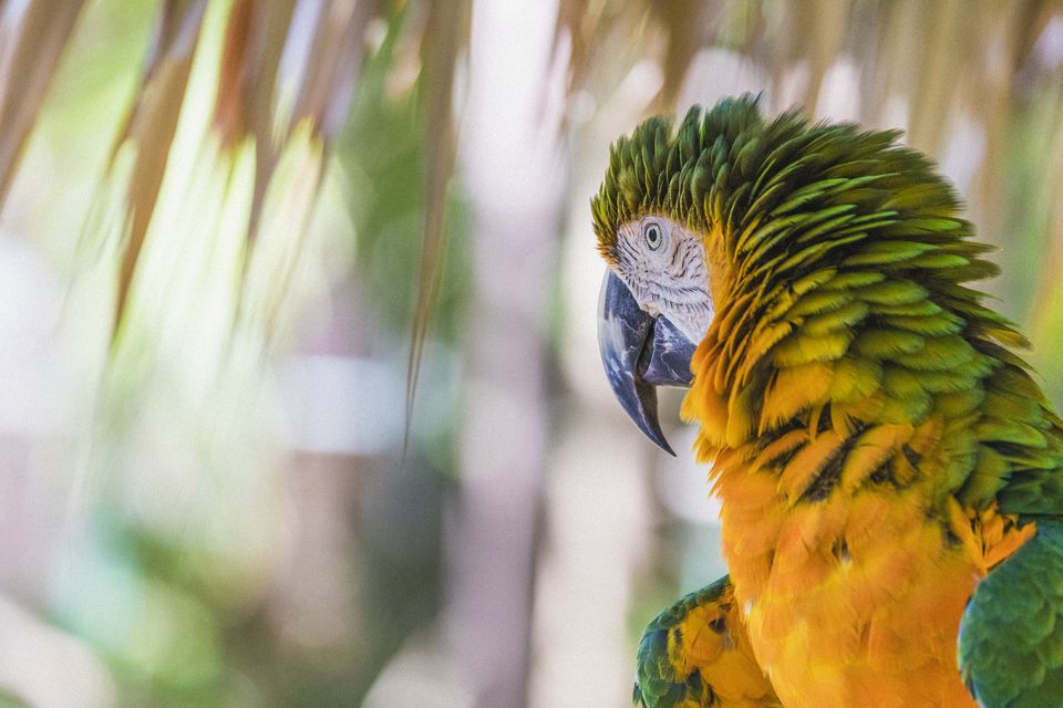 Close-up of a Catalina macaw, also called Rainbow macaw, as seen in the Bahamas.