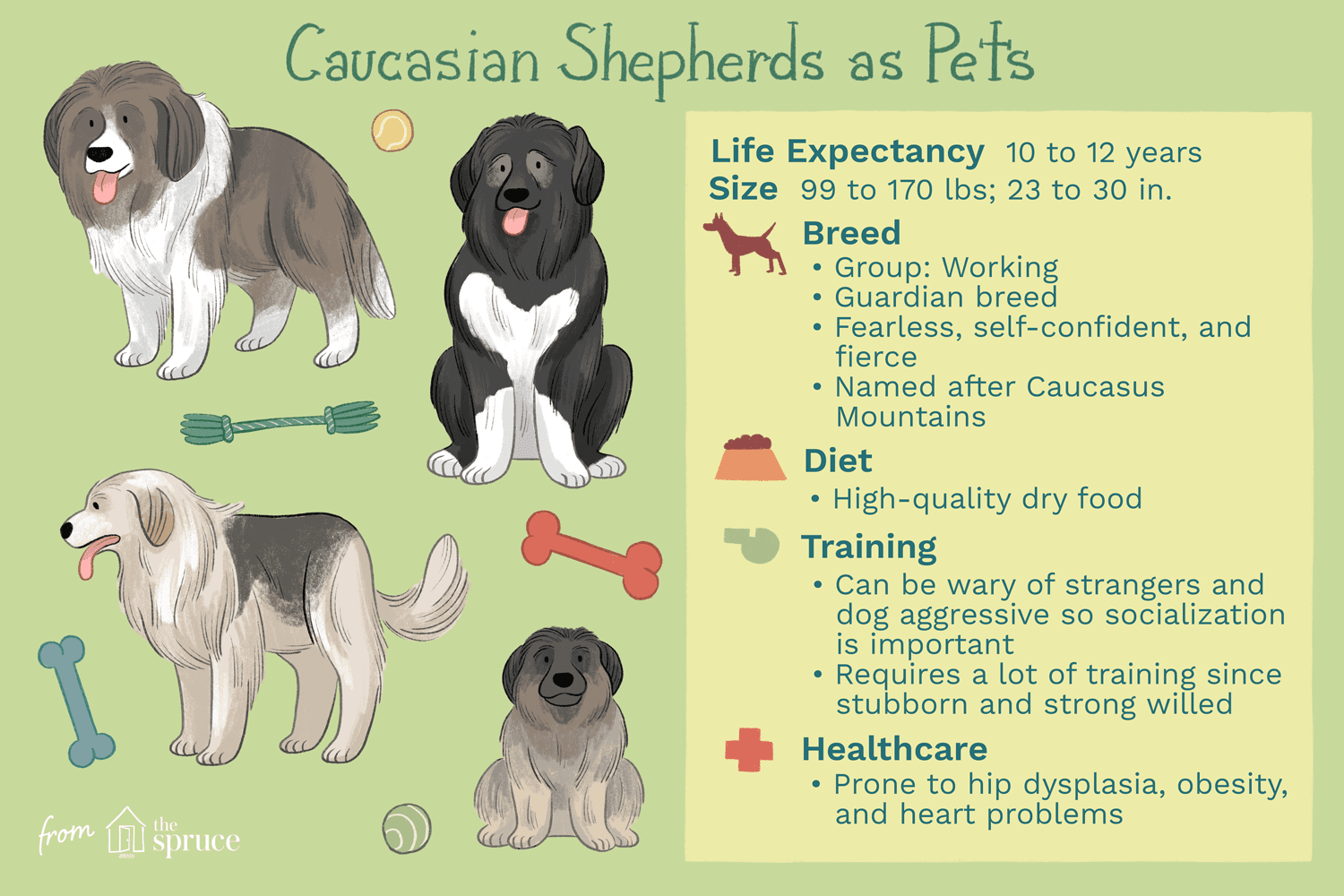 caucasian shepherds as pets illustration