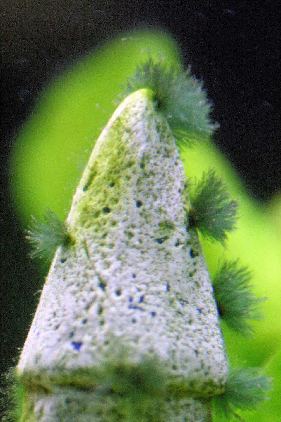 Beard Algae
