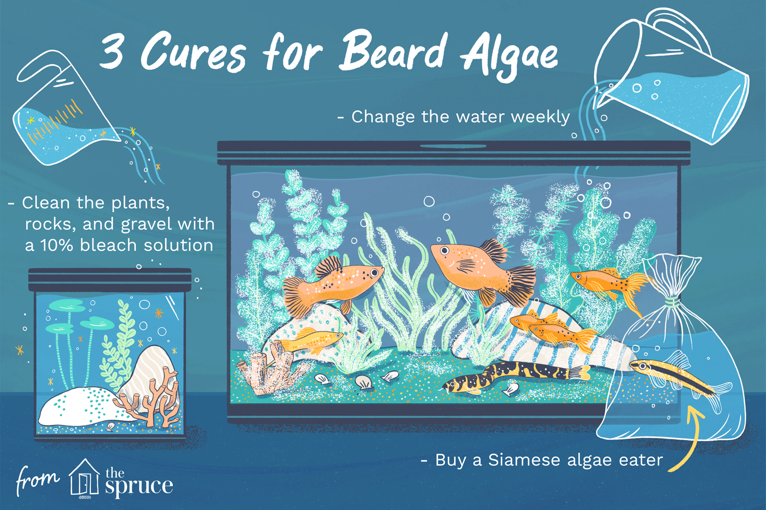 cures for beard algae illustration