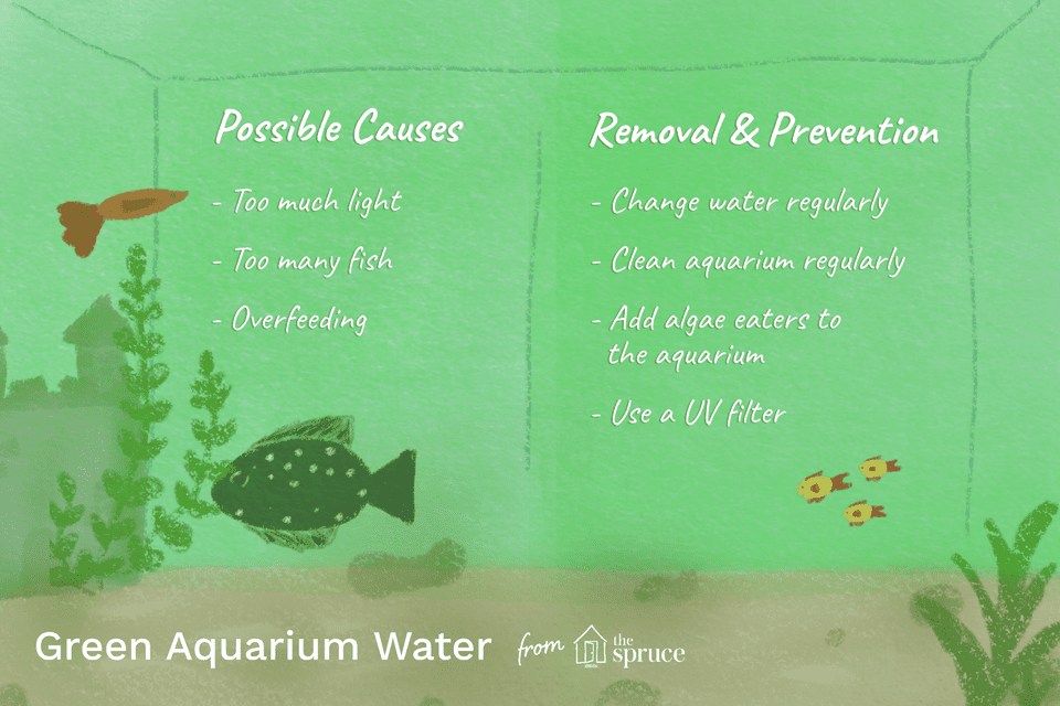green aquarium water illustration