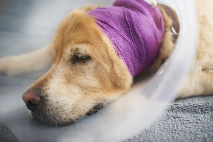 Dog with ear bandage