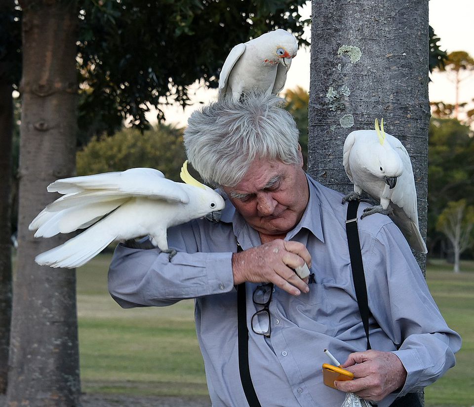 Cockatoos perched on man in park