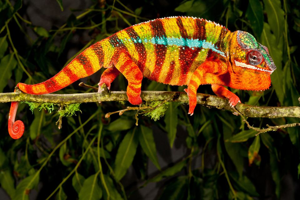 A colorful panther chameleon